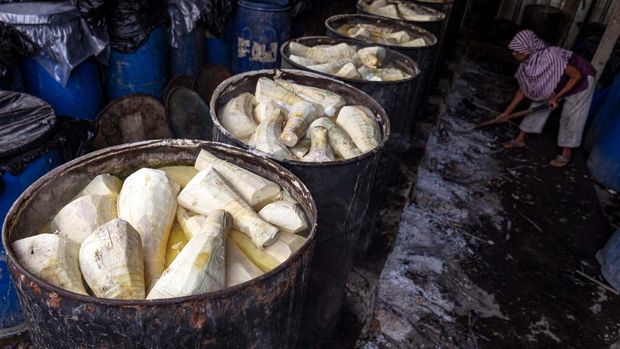 PENGOLAHAN REBUNG BAHAN BAKU LUMPIA SEMARANG Sejumlah pekerja mengupas rebung di salah satu rumah pengepul di sentra pengolahan rebung di Desa Banyumeneng, Mranggen, Demak, Jawa Tengah, Selasa (24/1/2023). Rebung jenis bambu petung (Dendrocalamus asper) yang dipasok untuk bahan baku pembuatan makanan Lumpia (Loenpia) khas Semarang itu dijual seharga Rp900 ribu per kuintal untuk rebung batang rebus, dan Rp1.200.000 per kuintal untuk rebung Rajang rebus. ANTARA FOTO/Aji Styawan/aww.