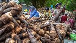 Ini Toh Ternyata Bahan Baku Lumpia Semarang