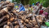 Rebung batang rebus dijual dengan harga Rp 900 ribu per kuintal. Sedangkan rebung rajang rebus dijual dengan harga Rp 1.200.000 per kuintal.