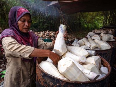Ini Toh Ternyata Bahan Baku Lumpia Semarang
