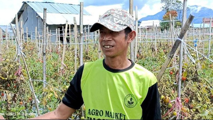 Petani Tomat