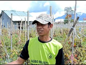 Waduh! Petani Buang Ratusan Kilo Tomat ke Jurang, Kesal Cuma Dihargai Rp 600/Kg