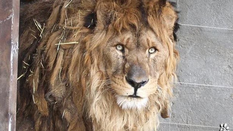 Ruben, singa paling kesepian di dunia
