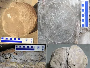 Penampakan Telur Dinosaurus yang Ditemukan di India, Ada 256 Butir!
