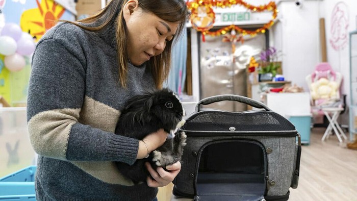 A staff member feeds a rabbit at the Bunny Style Hotel in Hong Kong, Wednesday, Jan. 18, 2023. With the lifting of COVID restrictions, Hong Kongers are traveling again and some of those who keep rabbits at pets are booking them into a rabbit resort where they are fed, exercised and pampered with spa treatments. The Lunar New Year of the Rabbit is shining a particular spotlight on the popularity of the animals in the crowded city of tiny apartments. (AP Photo/Anthony Kwan)
