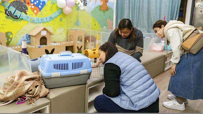 A staff member feeds a rabbit at the Bunny Style Hotel in Hong Kong, Wednesday, Jan. 18, 2023. With the lifting of COVID restrictions, Hong Kongers are traveling again and some of those who keep rabbits at pets are booking them into a rabbit resort where they are fed, exercised and pampered with spa treatments. The Lunar New Year of the Rabbit is shining a particular spotlight on the popularity of the animals in the crowded city of tiny apartments. (AP Photo/Anthony Kwan)