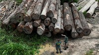 Agen dari Institut Brasil untuk Lingkungan dan Sumber Daya Alam Terbarukan (IBAMA) memeriksa pohon yang diambil dari hutan hujan Amazon, di penggergajian selama operasi untuk memerangi deforestasi, di Placas, Negara Bagian Para, Brasil, Jumat (20/1/2023).  