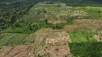 Kerja Keras Memerangi Penggundulan Hutan Amazon