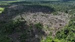 Kerja Keras Memerangi Penggundulan Hutan Amazon