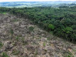 Sejarah Hilangnya Hutan Dunia, dari Zaman Es dan Memuncak di 1980an