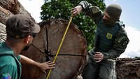Ibama juga meluncurkan penggerebekan minggu ini di negara bagian Roraima dan Acre, kata koordinator penegakan lingkungan Ibama Tatiane Leite.  