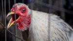 Wabah Flu Burung Jadi Biang Kerok Tingginya Harga Telur di AS