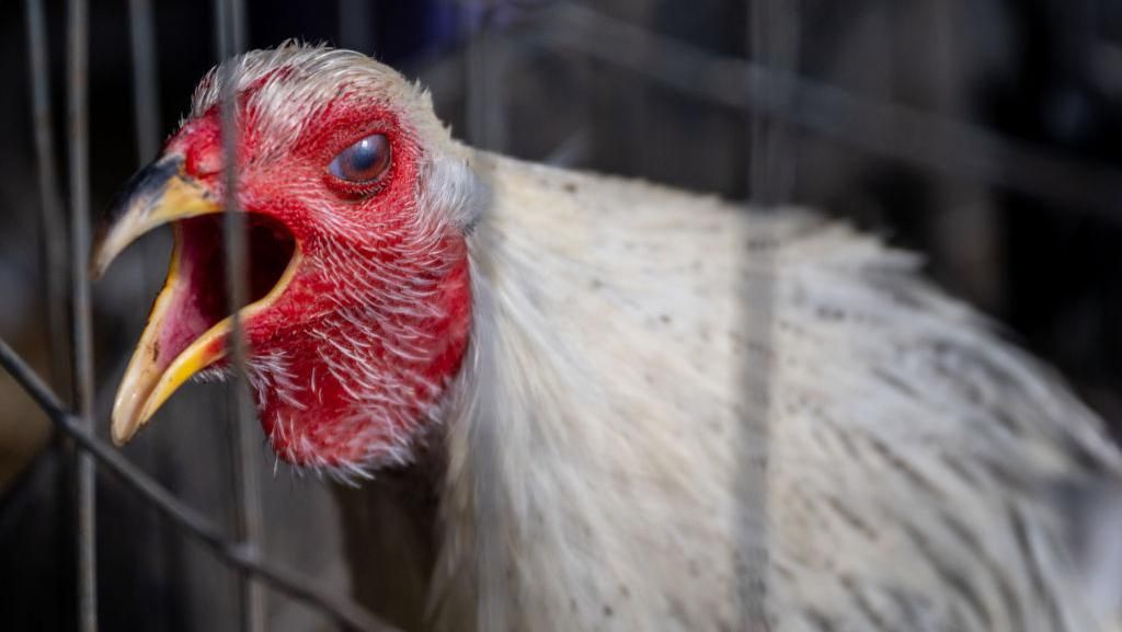 China Laporkan Kasus Flu Burung H5N6, Pelancong Diminta Tak Masuk Area Pasar