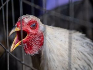 Picu Kasus Kematian Pertama di China, Flu Burung H3N8 Bisa Menyebar di Manusia?