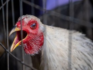 Gegara Wabah Flu Burung, Jepang Sampai Kehabisan Lahan buat Kubur Bangkai Ayam