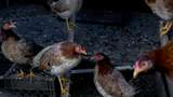 WHO Investigasi Asal Paparan Flu Burung di Kamboja