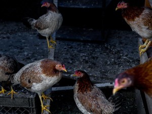 Boleh Lega, Guru Besar Unair Sebut Penularan Flu Burung ke Manusia Jarang Terjadi