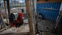 Department pertanian AS (USDA) menuding wabah flu burung sebagai biang kerok tingginya harga telur.  