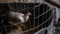 Hampir 60 juta burung telah terinfeksi dalam rekor wabah terburuk itu.