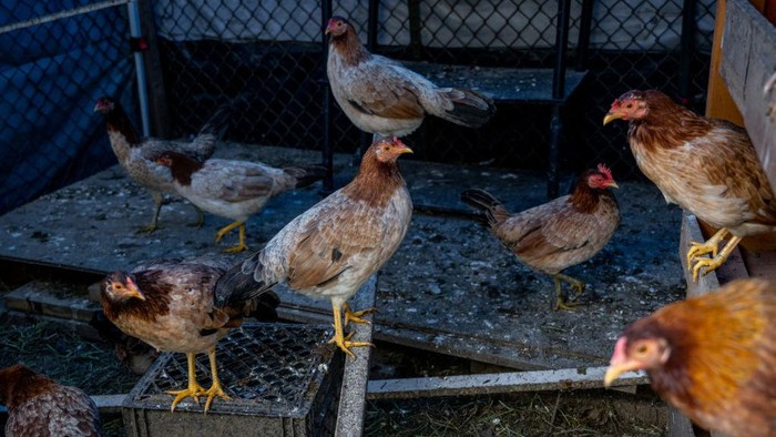 Wabah Flu Burung Jadi Biang Kerok Tingginya Harga Telur di AS Wabah flu burung melanda ke seluruh wilayah Amerika Serikat. Hal ini juga menjadi penyebab naiknya harga telur.