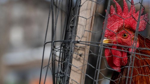 Industri perunggasan serta peternakan swasta menderita krisis kesehatan karena flu burung yang terus menyebar ke seluruh Amerika Serikat.