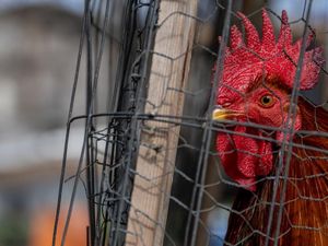 China Laporkan Kasus Kematian Manusia Pertama akibat Flu Burung H3N8