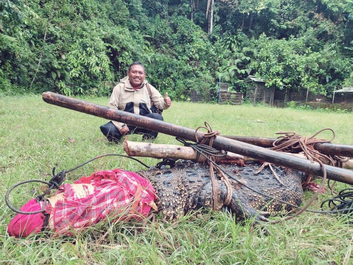 Buaya dari objek wisata yang lepas di persawahan wilayah Desa Plajan, Kecamatan Pakis Aji, Jepara, dievakuasi tim rescue BPBD Jepara, Rabu (25/1/2023).