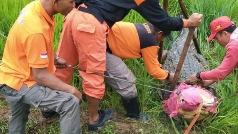 Buaya KSDA Jateng lepas di Jepara Buaya KSDA Jateng lepas di Jepara