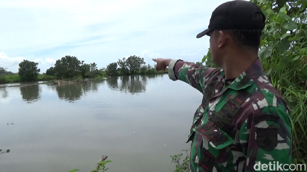 Buaya muara muncul di Sungai Bondoyudo