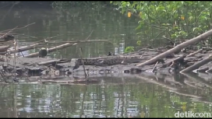 Buaya muara muncul di Sungai Bondoyudo