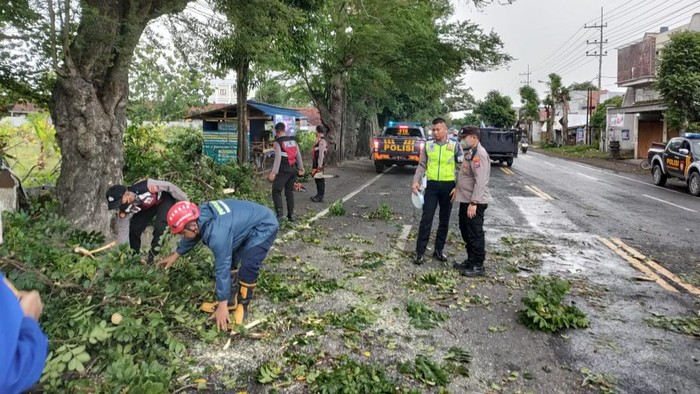 Dahan pohon di Tulungagung tumbang dan menimpa pemotor dibersihkan