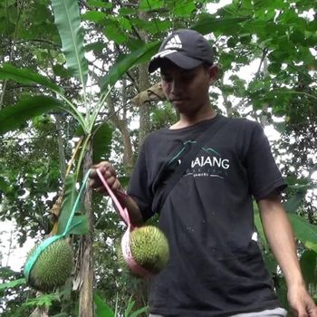 duren lato lato asal lumajang
