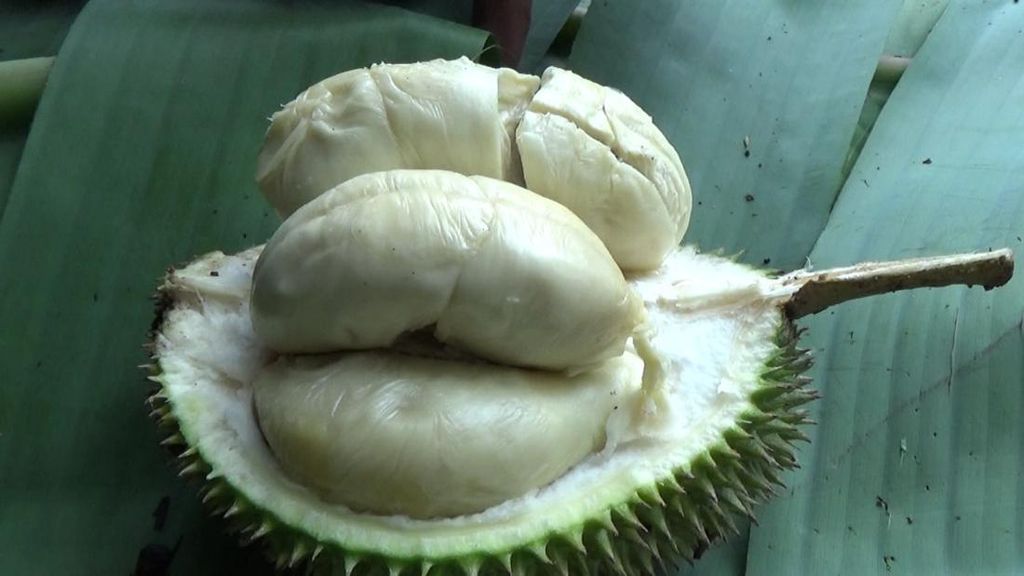 Bukan Mainan, Ini Durian Lato-lato dari Lumajang yang Legit Creamy Rasanya