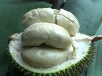 Bukan Mainan, Ini Durian Lato-lato dari Lumajang yang Legit Creamy Rasanya