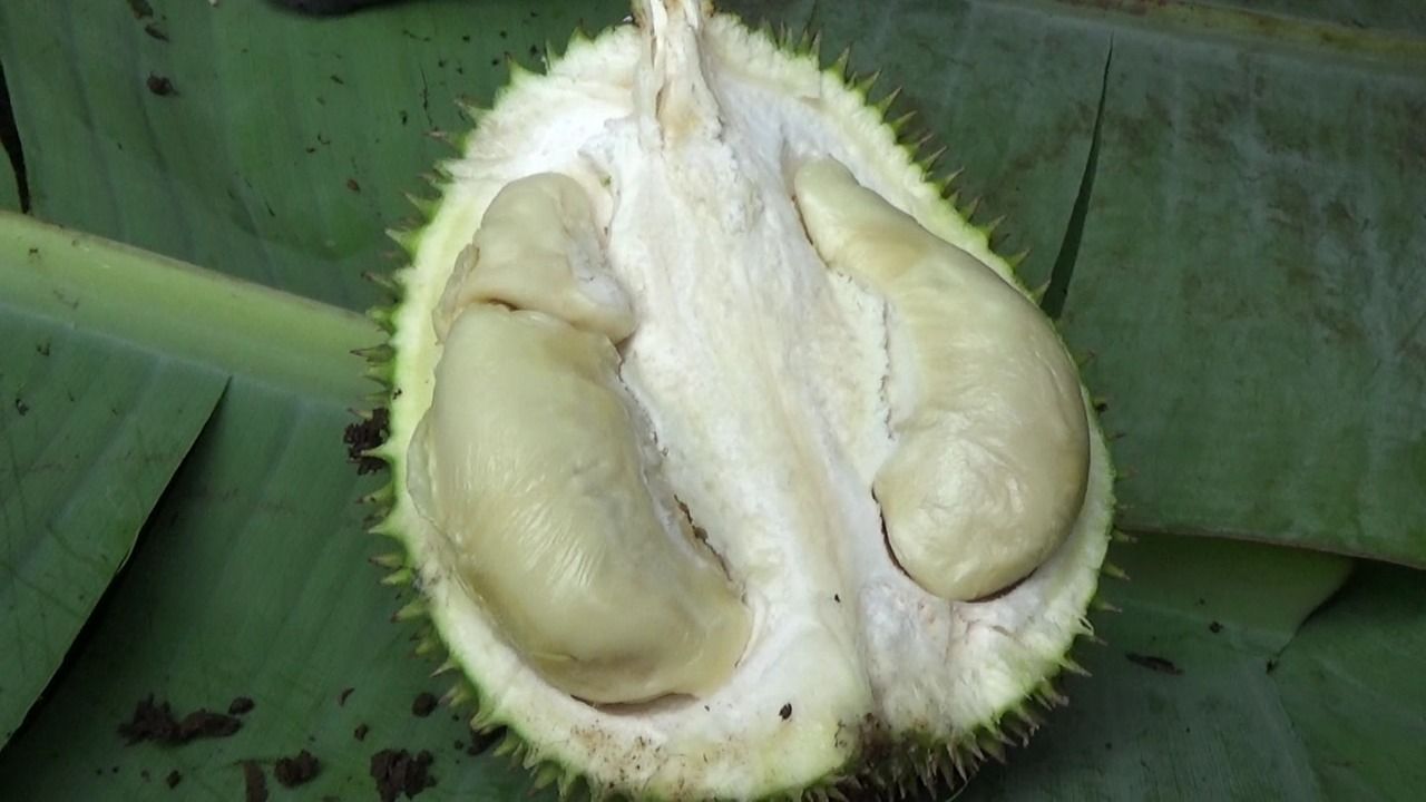 durian lato-lato asal Lumajang