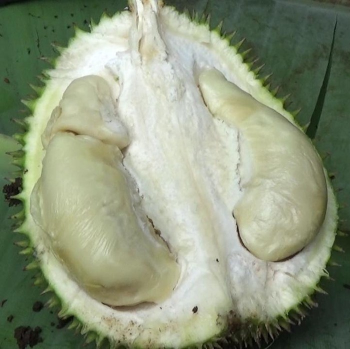 durian lato-lato asal Lumajang