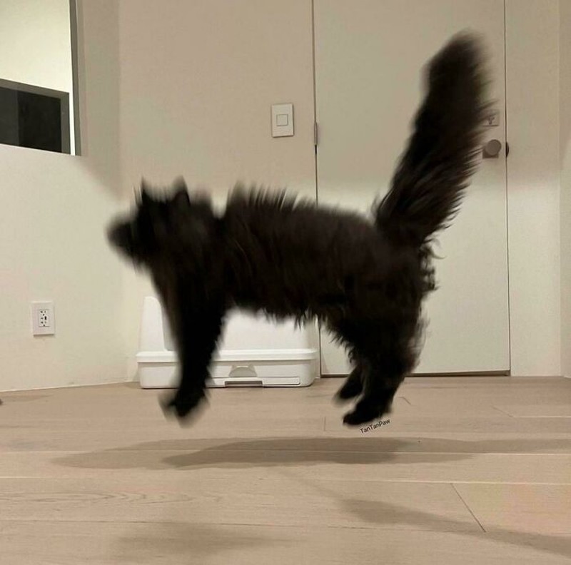 Iya, kucing memang hewan yang bergerak dengan sangat cepat sehingga sulit banget untuk memotretnya! Berikut ini beberapa contoh hasil usaha foto kucing.