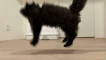 Usaha lainnya untuk memotret kucing, kok gagal estetik ya? Foto: mikemaclin via Bored Panda