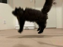 10 Bukti Butuh Usaha Keras Buat Foto Kucing, Pusing!