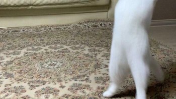 Aku lah sang penguasa!. Foto: lamb4bie via Bored Panda  