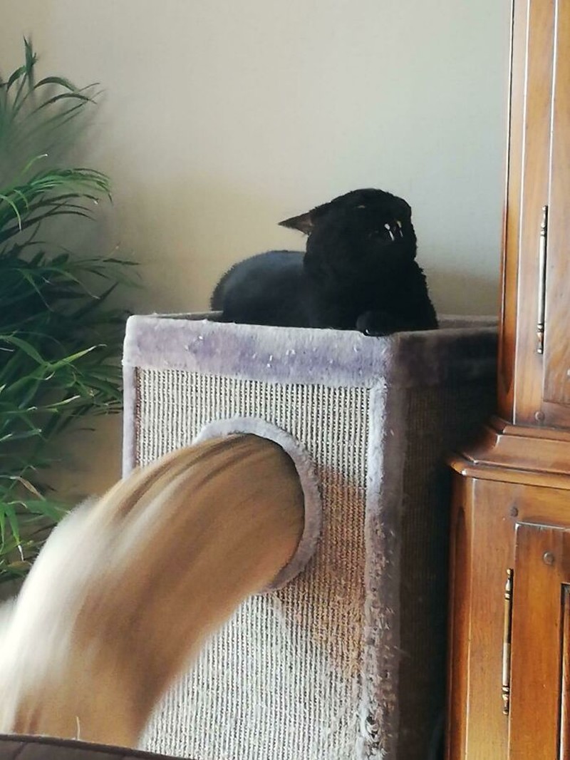 Iya, kucing memang hewan yang bergerak dengan sangat cepat sehingga sulit banget untuk memotretnya! Berikut ini beberapa contoh hasil usaha foto kucing.