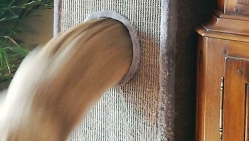 Haduh, bisa diam sebentar nggak sih, Cing? Foto: bytorthesnowdog via Bored Panda