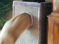 10 Bukti Butuh Usaha Keras Buat Foto Kucing, Pusing!