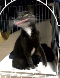 Iya, kucing memang hewan yang bergerak dengan sangat cepat sehingga sulit banget untuk memotretnya! Berikut ini beberapa contoh hasil usaha foto kucing.