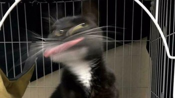 Konon, sulit sekali untuk foto kucing dengan pose normal. Foto: baddev88 via Bored Panda