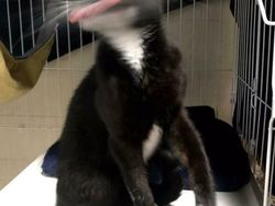 10 Bukti Butuh Usaha Keras Buat Foto Kucing, Pusing!