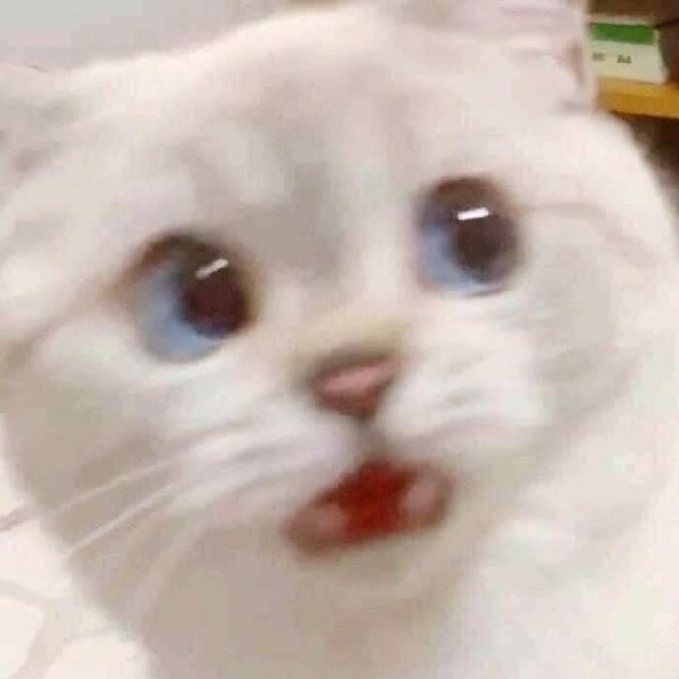 Iya, kucing memang hewan yang bergerak dengan sangat cepat sehingga sulit banget untuk memotretnya! Berikut ini beberapa contoh hasil usaha foto kucing.
