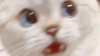 Ini cute banget, sih. Foto: Faith_SC via Bored Panda