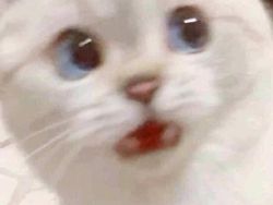 10 Bukti Butuh Usaha Keras Buat Foto Kucing, Pusing!