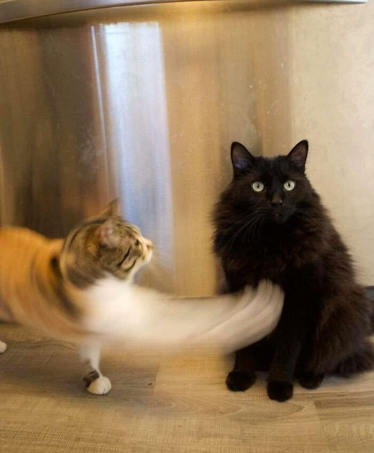 Foto Kucing Kocak Iya, kucing memang hewan yang bergerak dengan sangat cepat sehingga sulit banget untuk memotretnya! Berikut ini beberapa contoh hasil usaha foto kucing.
